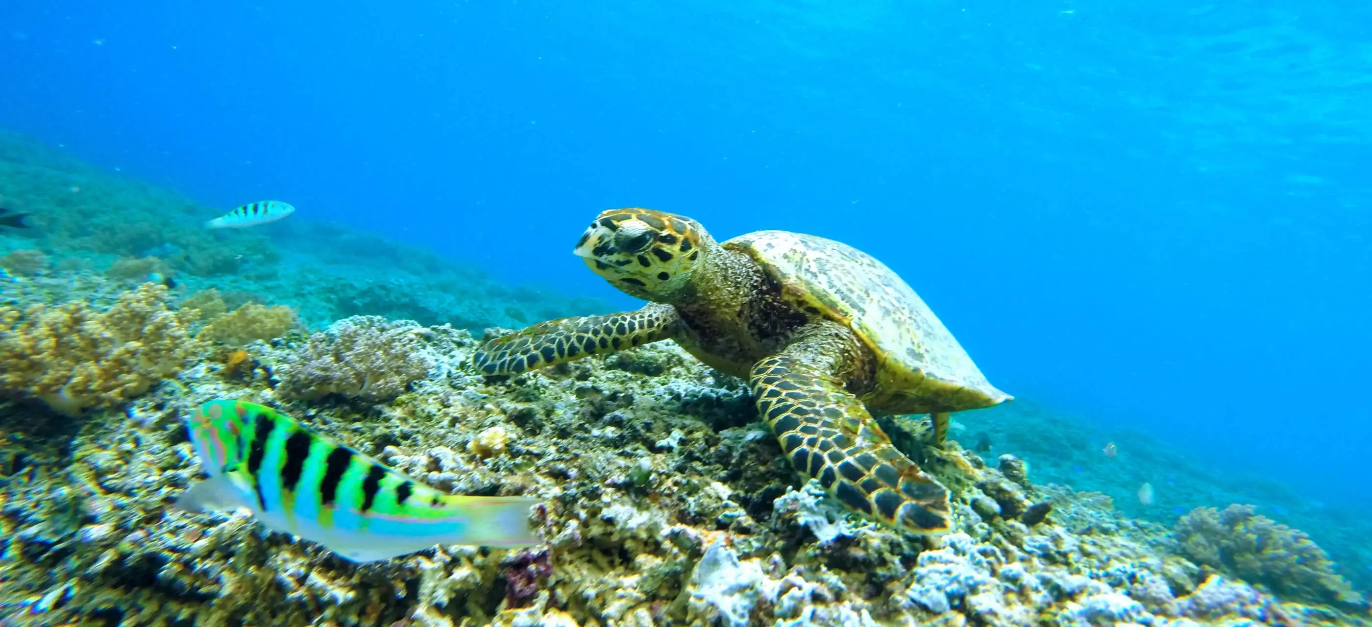 Marsa Alam