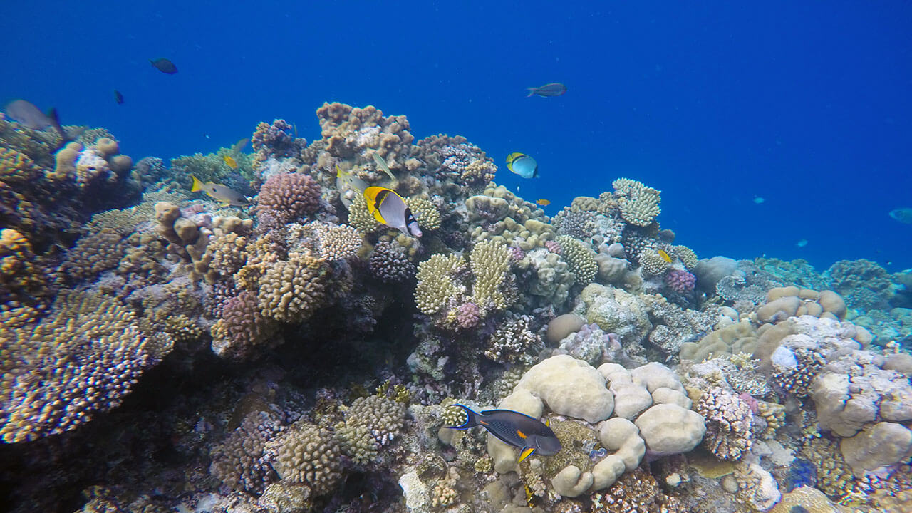Potápění u korálového útesu u Abu Dabbab, Egypt