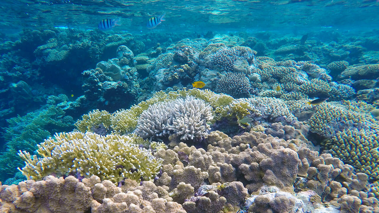 Šnorchlování u korálů