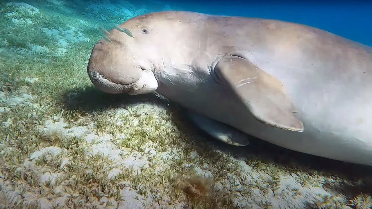 Marsa Mubarak - dugong
