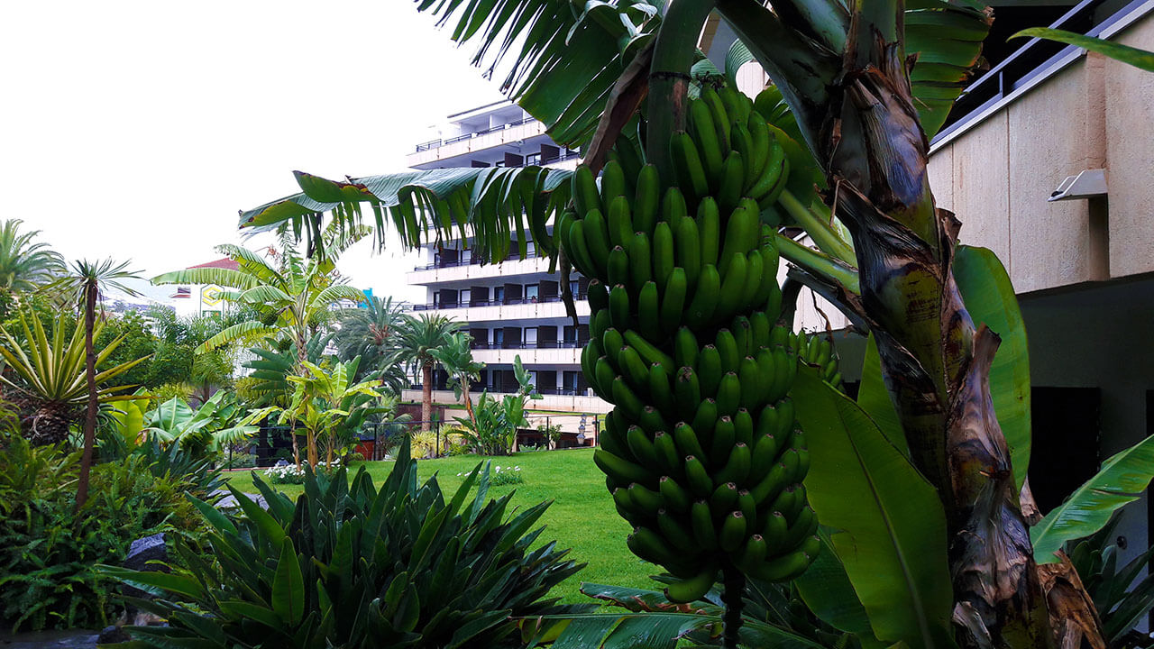 Banánovník Tenerife
